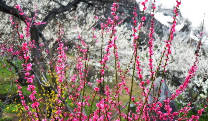 Spring Special: Gwangyang Plum Blossom (Maehwa) Festival & Jeonju Hanok Village 1 Day Tour - from Seoul (Mar 10~21)